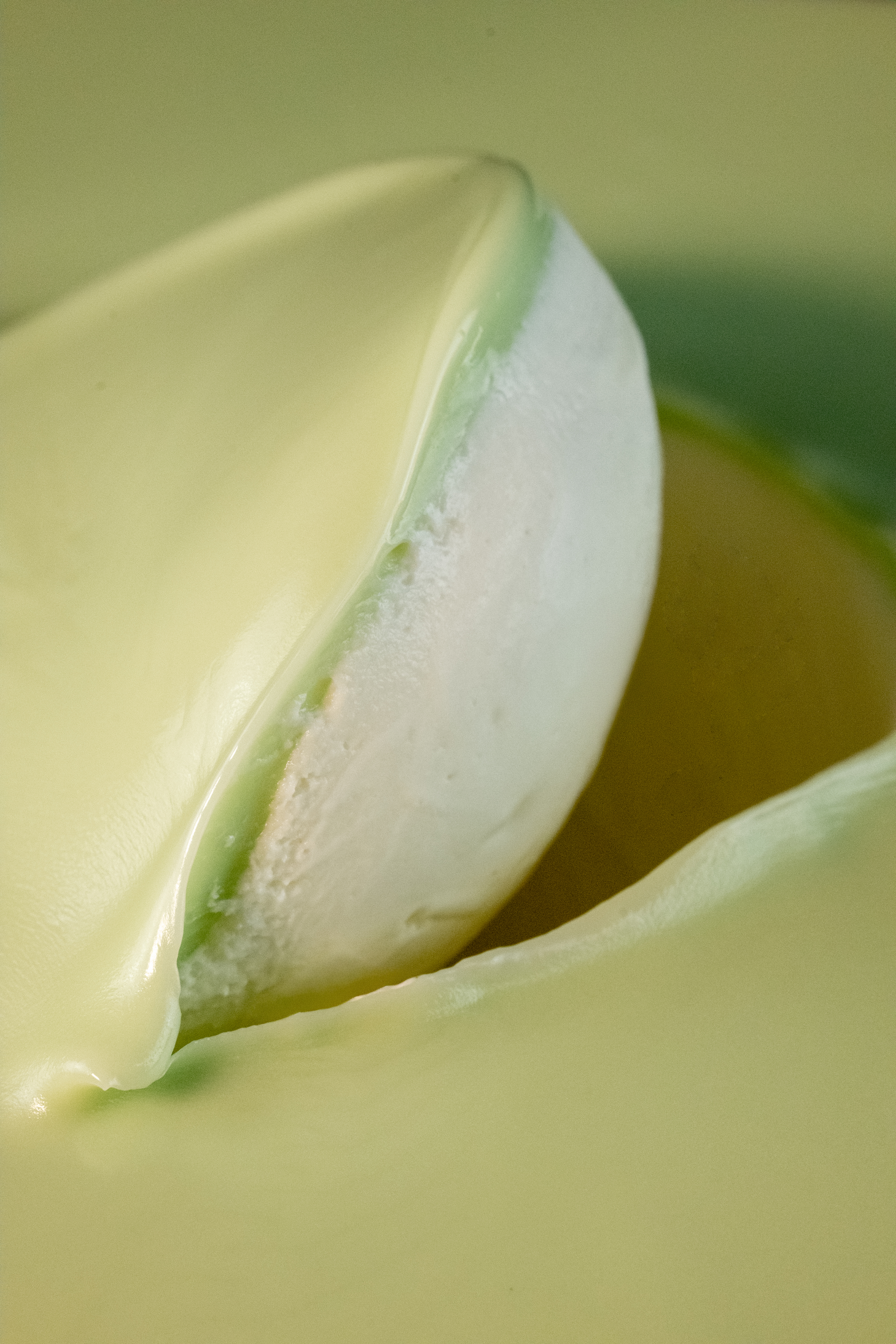 Milch-Pfefferminz | 'Latte e Menta Deliziosa' Variegato